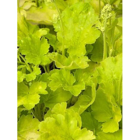 Heuchère 'Little Cutie Blondie in Lime' Godet de 8/9 cm