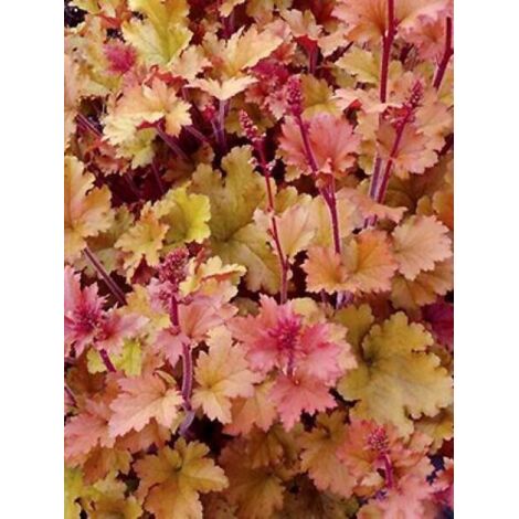 Heuchère 'Marmalade'® Godet de 8/9 cm