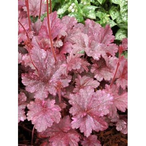 Heuchère 'Midnight Rose'® Godet de 8/9 cm