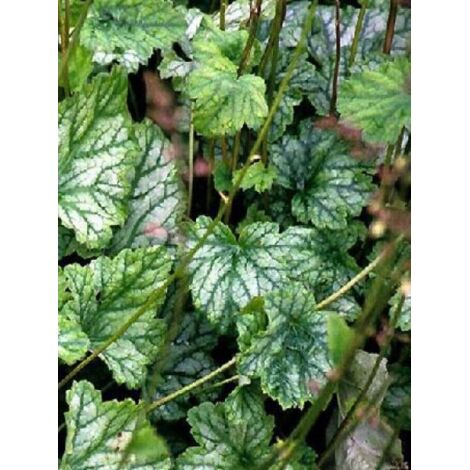 Heuchère 'Mint Frost' Godet de 8/9 cm