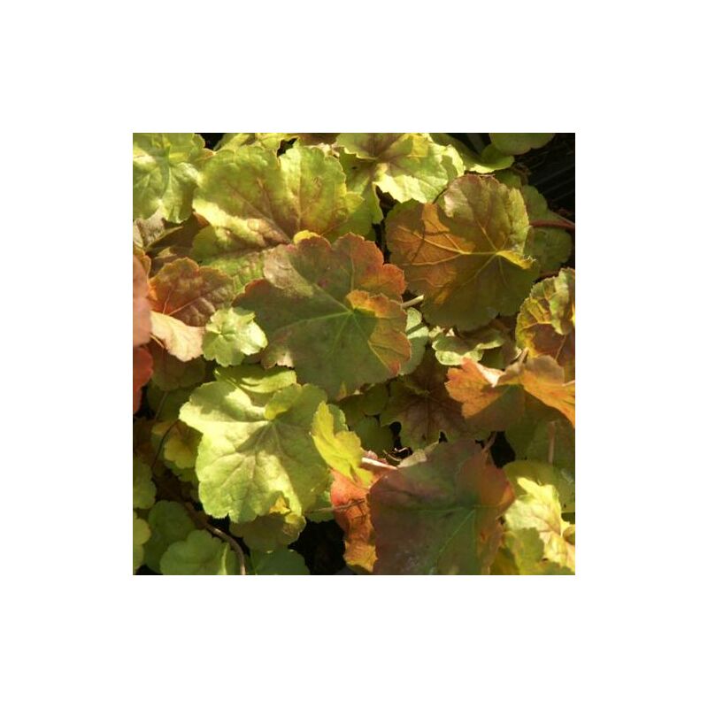 Heuchere Miracle® | Conditionnement: Lot de 3 godets