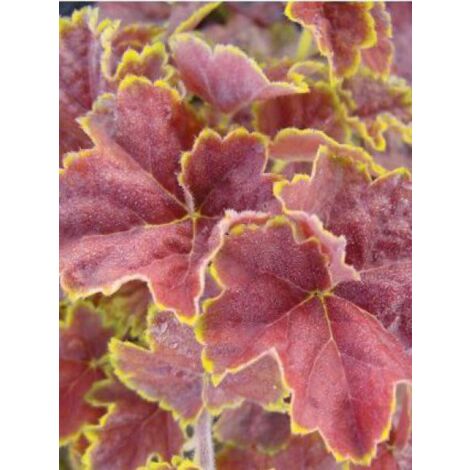 Heuchère 'Miracle'® Godet de 8/9 cm