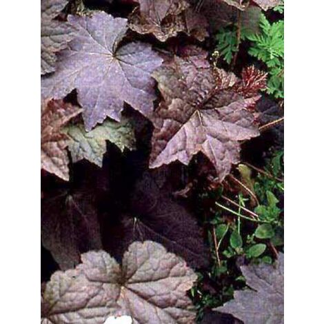 Heuchère 'Palace Purple' Godet de 7/8 cm