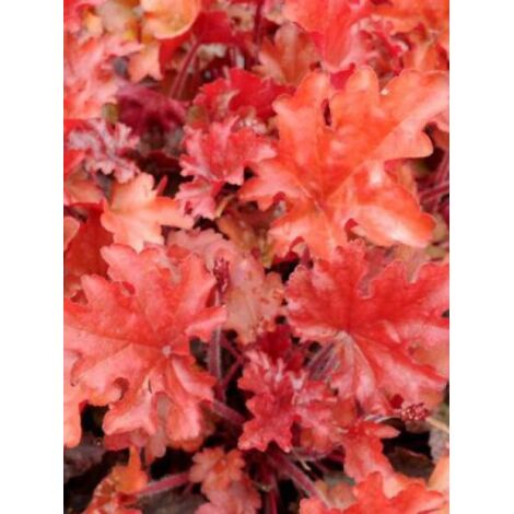 Heuchère 'Peach Flambé' Godet de 8/9 cm