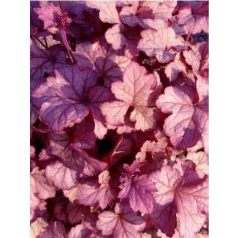 Heuchère 'Pinot gris'® Godet de 8/9 cm