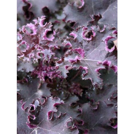 Heuchère 'Purple Petticoats' Godet de 8/9 cm