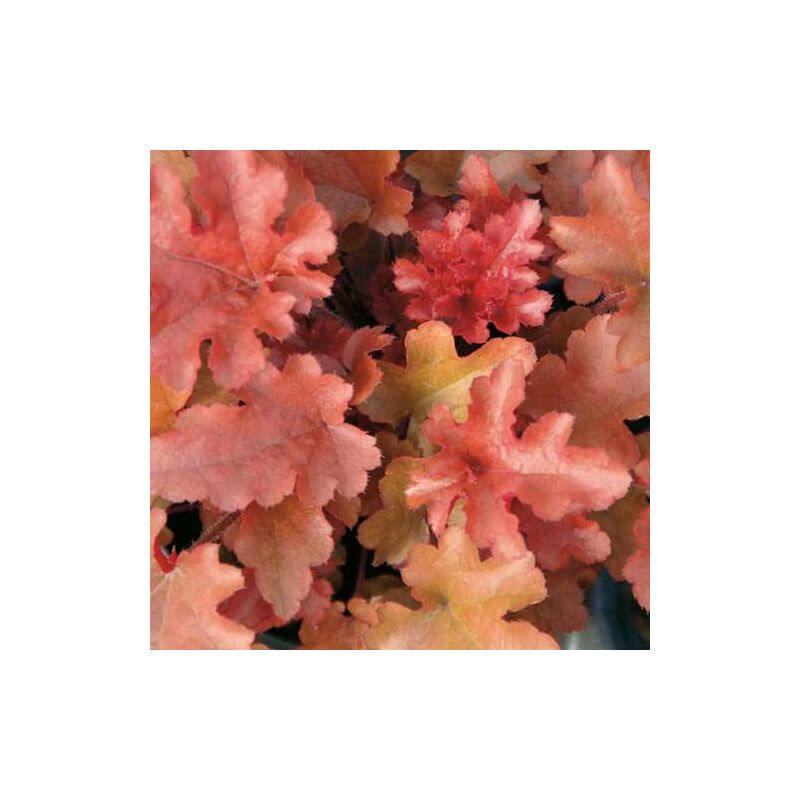 Heuchere Red Fury | Conditionnement: Lot de 5 godets