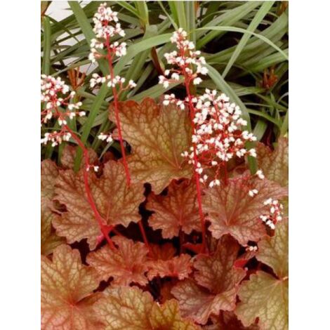 Heuchère 'Rio'® Godet de 7/8 cm