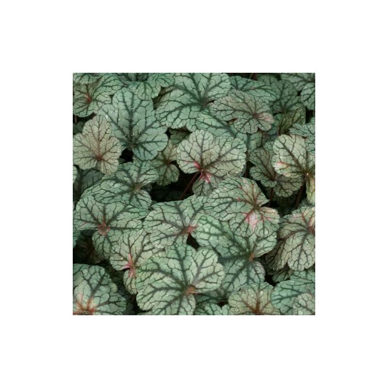 Heuchere Silver Scrolls® | Conditionnement: Lot de 3 godets