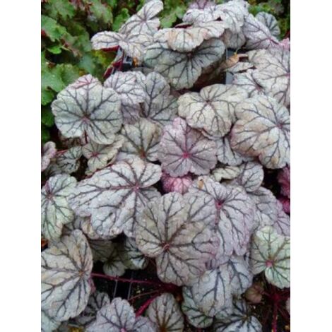 Heuchère 'Sugar Plum' Godet de 8/9 cm