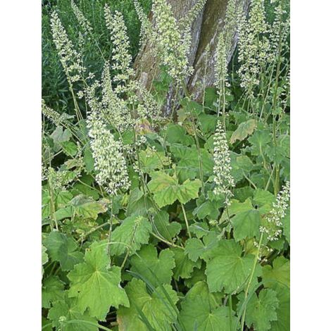 Heuchère villosa var macrorrhiza Godet de 8/9 cm