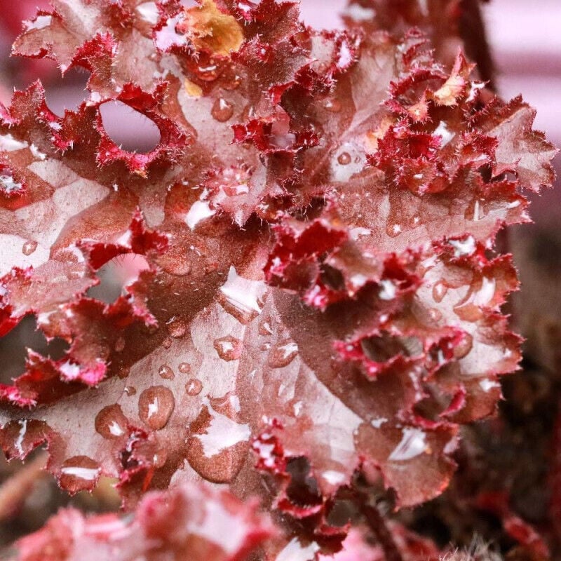 Heuchere Forever Red/Pot de 3L