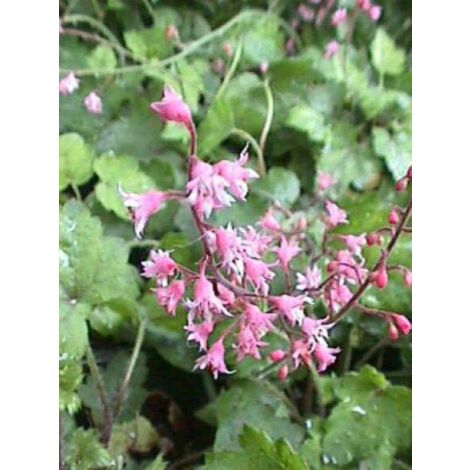 Heucherella alba 'Bridget Bloom' Godet de 8/9 cm