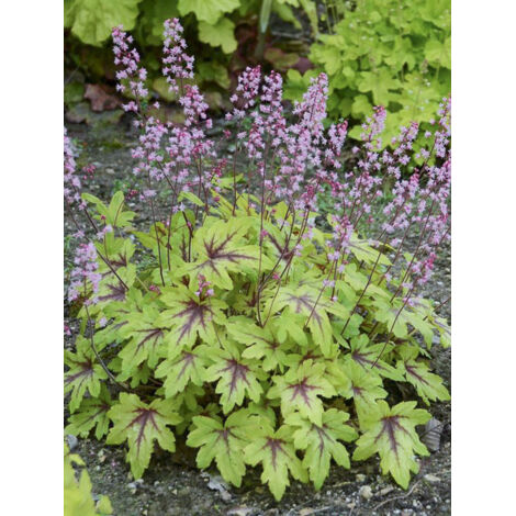 Heucherella 'Eye Spy' Godet de 8/9 cm
