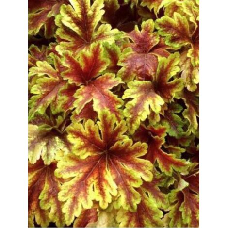 Heucherella 'Golden Zebra'' Pot de 1,5L/2L