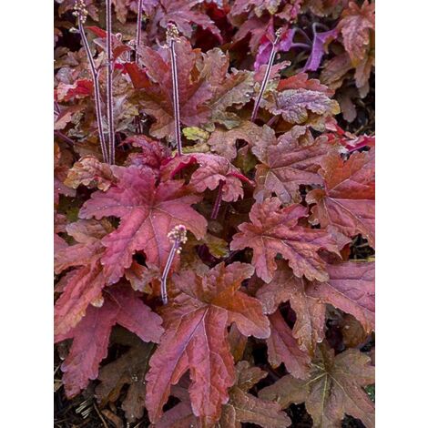 Heucherella 'Red Rover' Godet de 8/9 cm