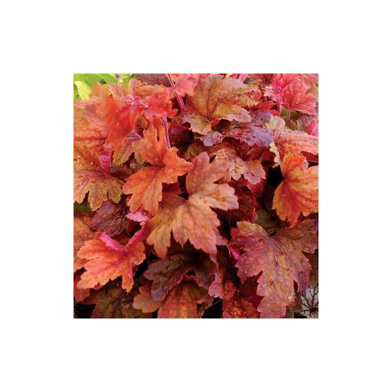 Heucherella Sweet Tea® | Conditionnement: Lot de 3 godets
