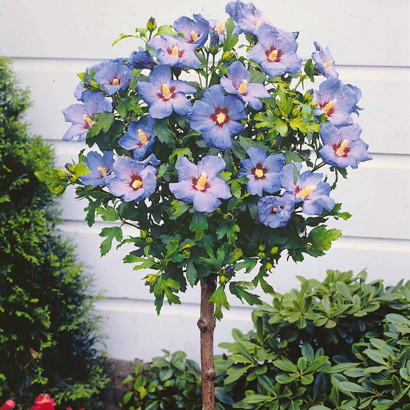 Hibiscus de jardin sur tige bleu - Bleu
