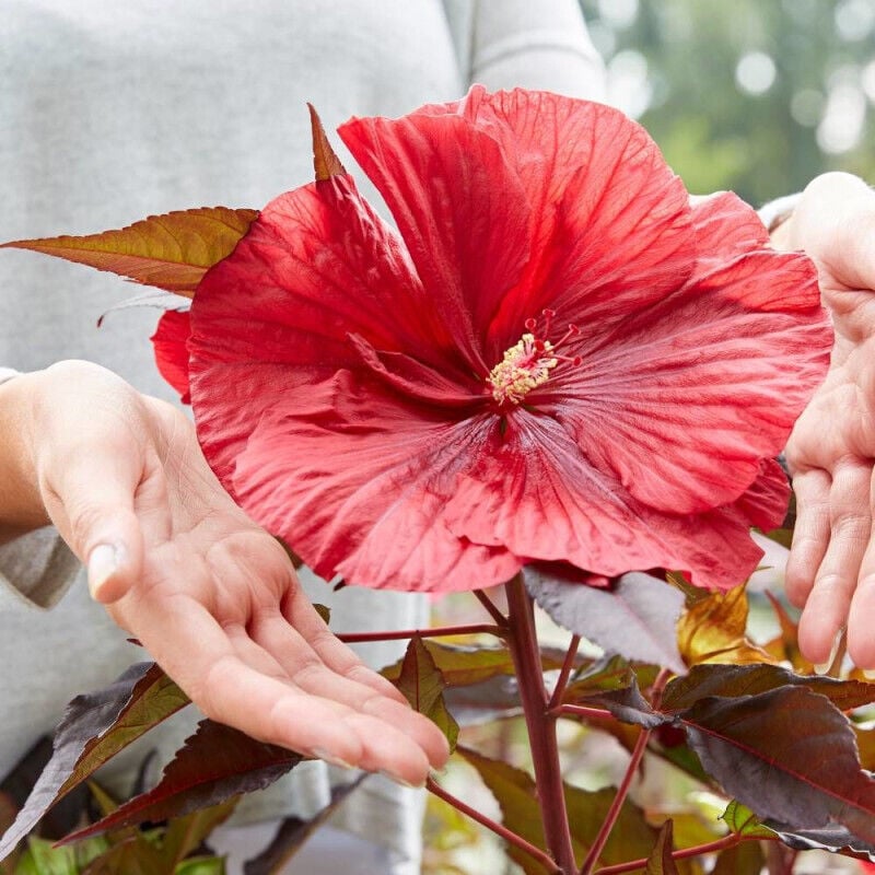 Hibiscus des marais Carousel® 'Red Wine'/Pot de 4L