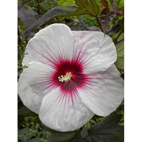 Hibiscus des marais 'Joli Coeur' Pot de 3L/4L