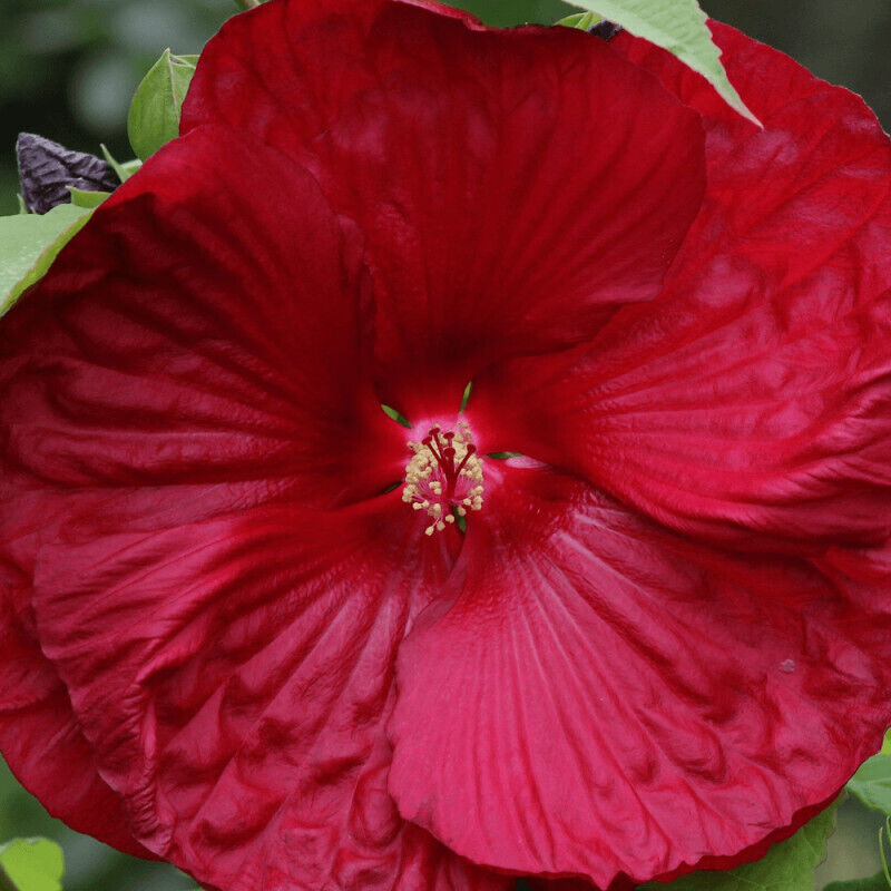 Hibiscus des marais My Valentine/Pot de 4L