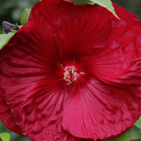 PLANTES AVENUE Hibiscus des marais My Valentine/Pot de 4L