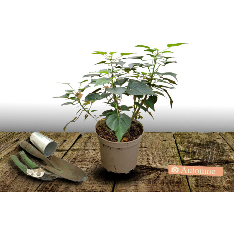 Hibiscus des marais summerific® Cherry Cheesecake/Pot de 4L