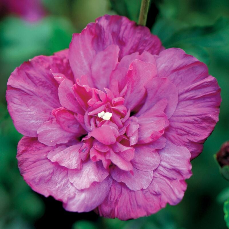 Hibiscus Magenta Chiffon - Rose