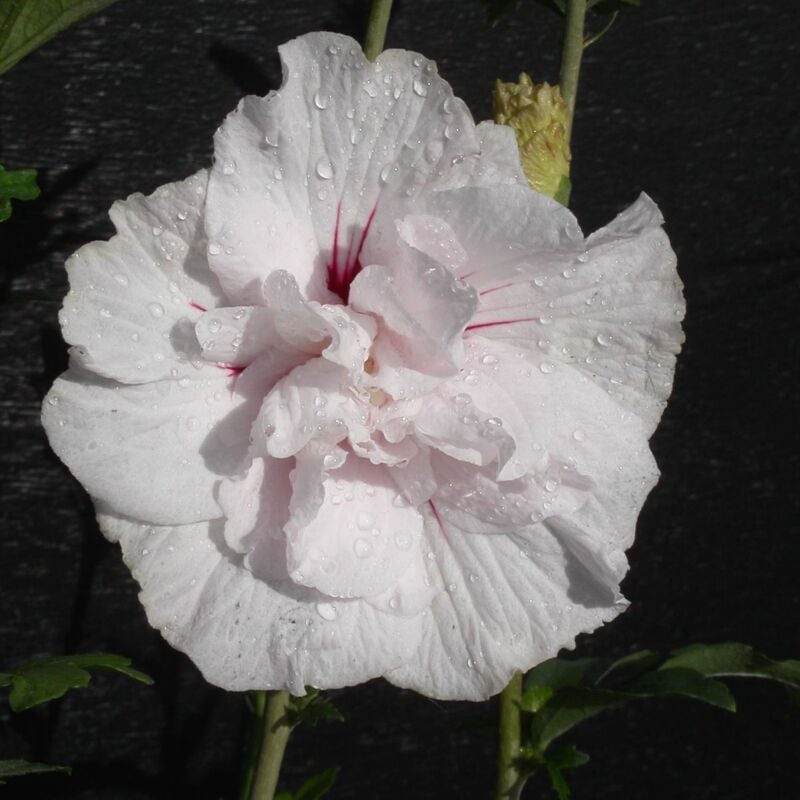 Hibiscus syriacus Eruption® 'Mineru'/Pot de 10L - Rose