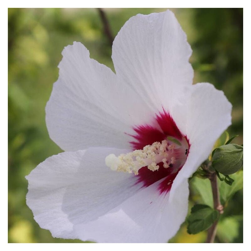 Hibiscus, Althéa French Point® 'Minfren'/Pot de 7,5L