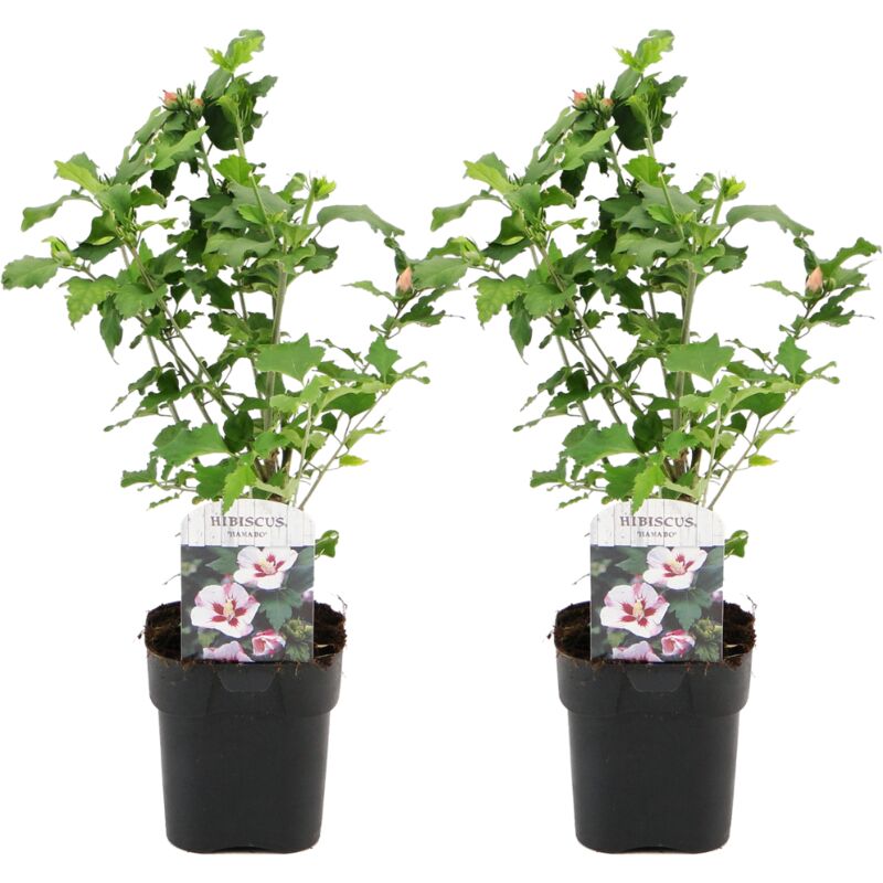 Plant In A Box - Hibiscus Syriacus - 'Hamabo' - Lot de 2 - Pot 17cm - Hauteur 25-40cm - Rose