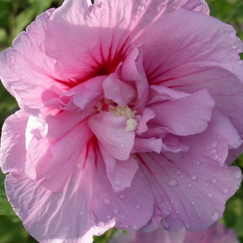 Hibiscus syriacus Lavender Chiffon® 'Notwoodone'/Pot de 4L - Rose