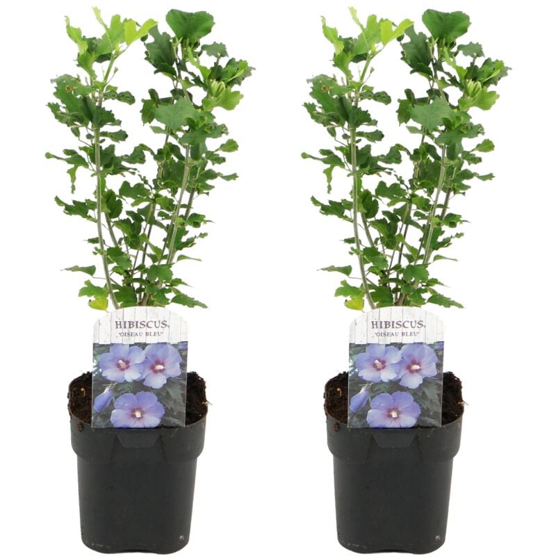 Plant In A Box - Hibiscus Syriacus - 'Oiseau Blue' - Lot de 2 - Pot 17cm - Hauteur 25-40cm - Rose