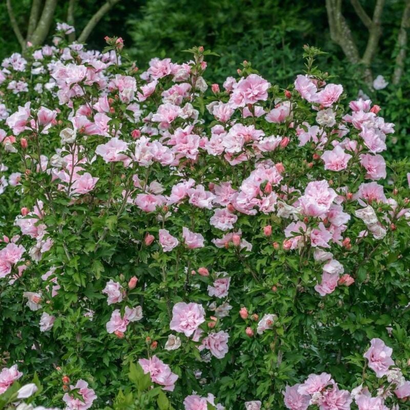 Hibiscus syriacus Pink Chiffon® 'JWNWOOD4'/Pot de 10L - Rose