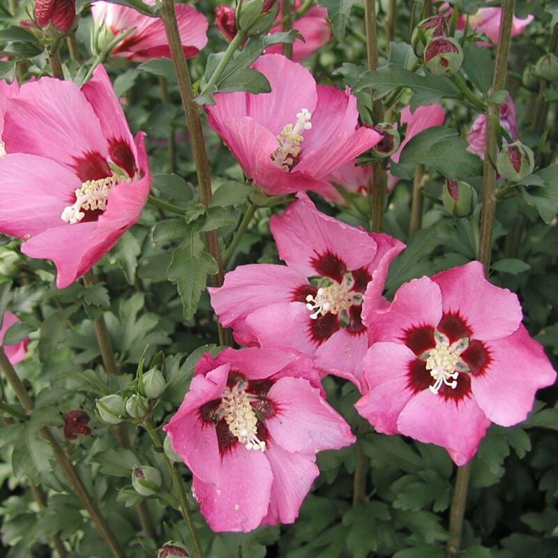 Clematite.net - Hibiscus syriacus Pink Giant® 'Flogi'/Pot de 10L - Rose