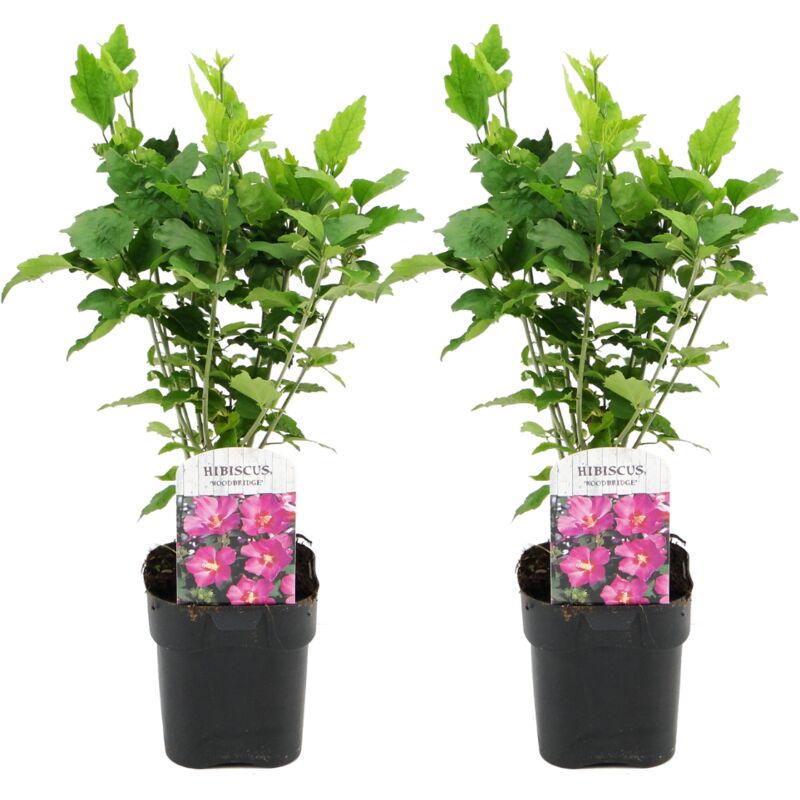 Plant In A Box - Hibiscus Syriacus - 'Woodbridge' - Lot de 2 - Pot 17cm - Hauteur 25-40cm - Rose