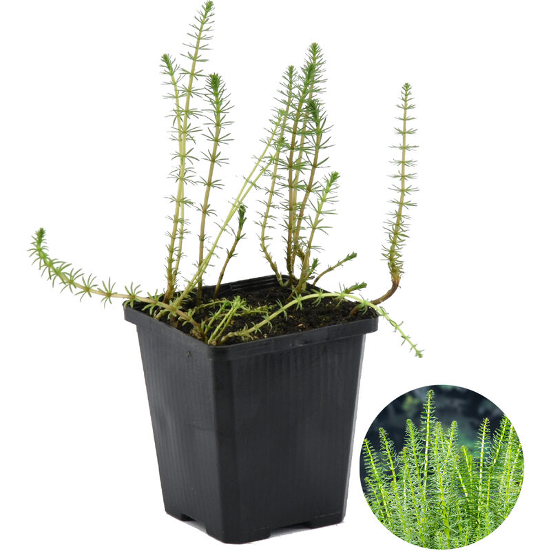 Hippuris Vulgaris P11H25