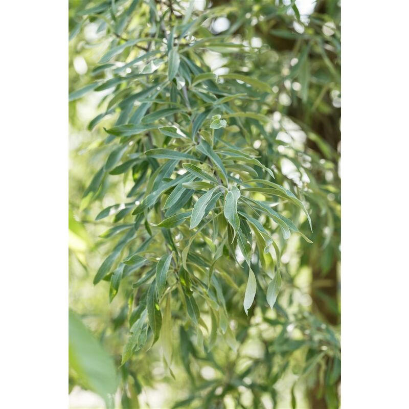 Preisvergleich für Pflanzenfürdich.de Hängende Wildbirne 'Pendula