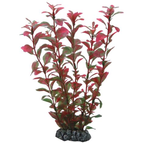 Hobby Ludwigia - 25 cm