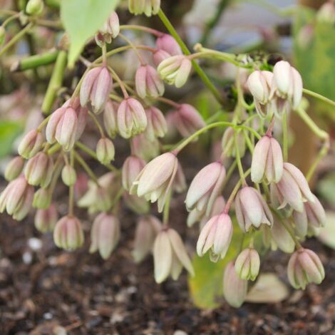 Holboellia traversii