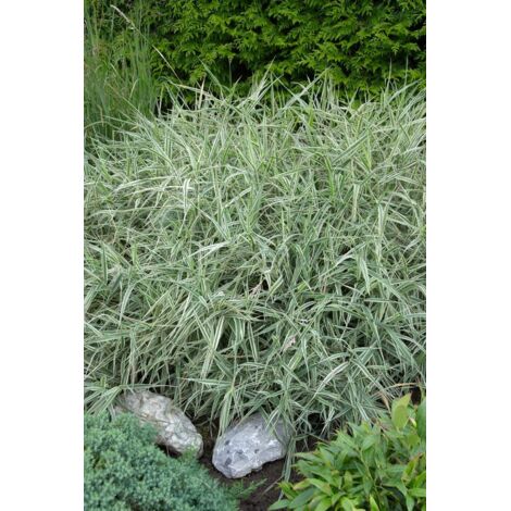 Holcus mollis 'Albovariegatus' C 2 20-30