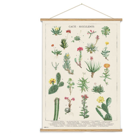 Holzbanner botanische Kakteen kokonote