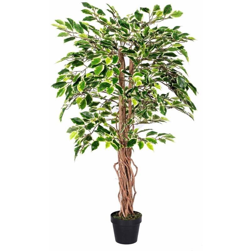 Homescapes - Plante Figuier pleureur Ficus Benjamina Vert & Crème 122 cm - Vert