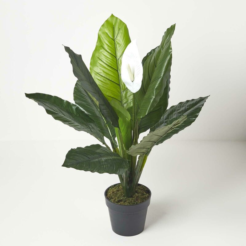 Homescapes - White Peace Lily in Pot, 90 cm Tall