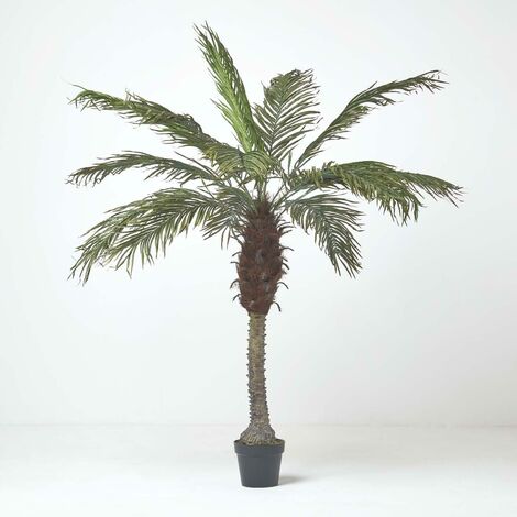 HOMESCAPES Phoenix Palm Tree in Pot, 160 cm Tall