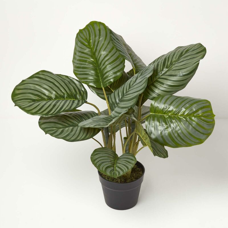 Homescapes - Plante artificielle Calathea en pot, 55 cm - Vert