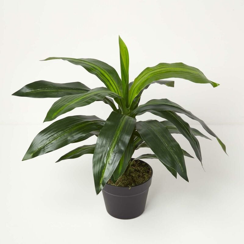 Homescapes - Plante artificielle Dracaena Fragrans en pot, 65 cm - Vert