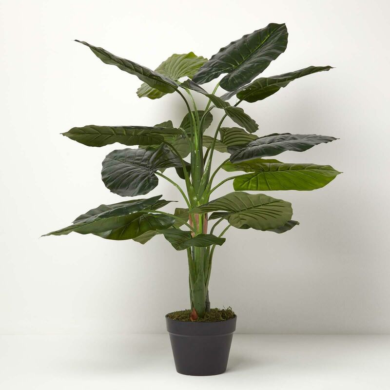 Taro Plant in Pot, 90 cm Tall - Homescapes