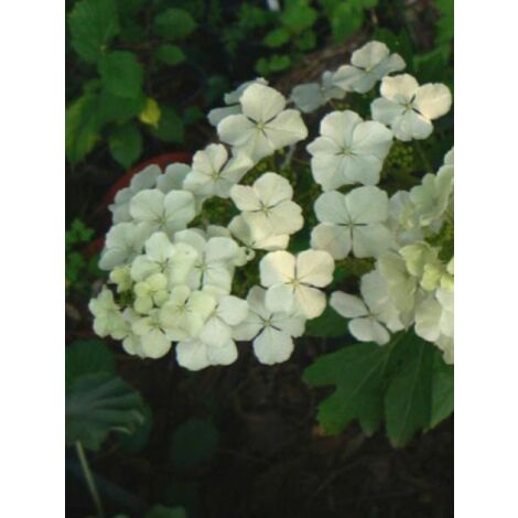 Hortensia à feuilles de chêne 'Ice Crystal' Pot de 4L/5L