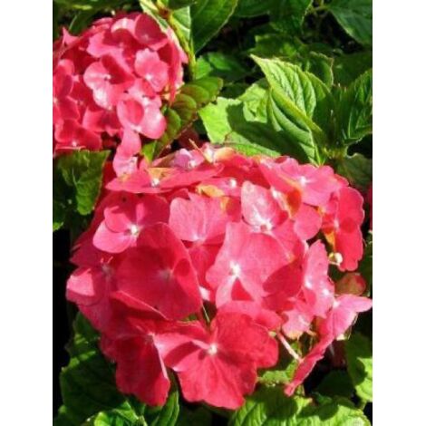 Hortensia 'Alpenglühen' Pot de 2L/3L